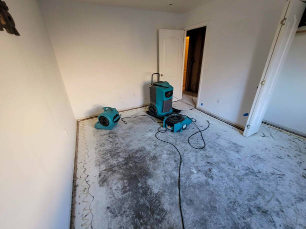 Best Mold removal after water damage  in Mertzon, TX